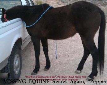 MISSING EQUINE Secret Again, "Pepper", Near Amarillo, TX, 00000